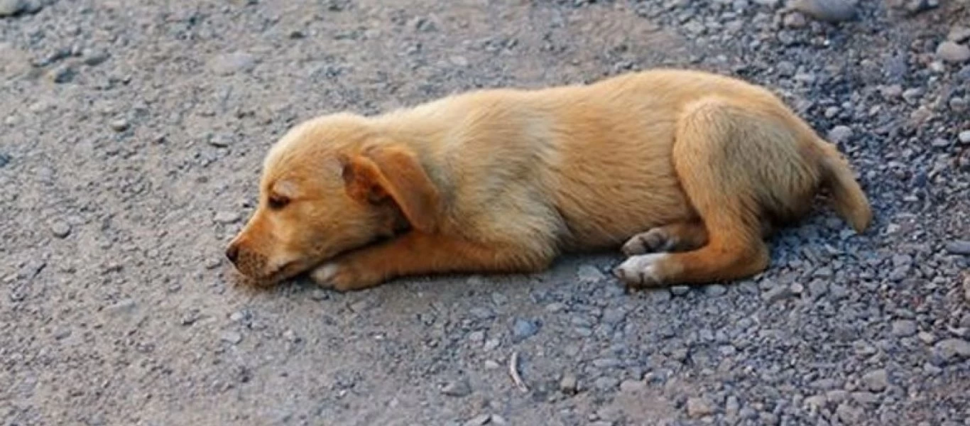 Λιβαδειά: Συνελήφθη 77χρονος που έβαλε φόλα σε σκύλο